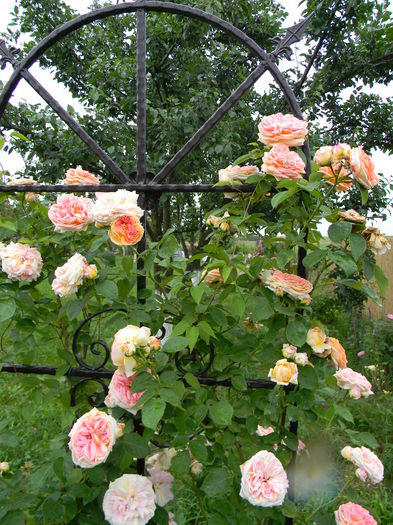 Alchimist - Trandafiri urcatori 2016