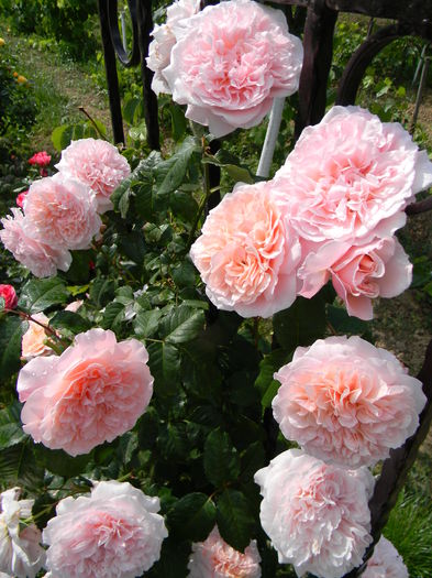 Rose de Tolbiac