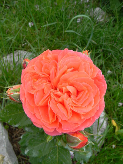 Emilien Guillot - Trandafiri 2016