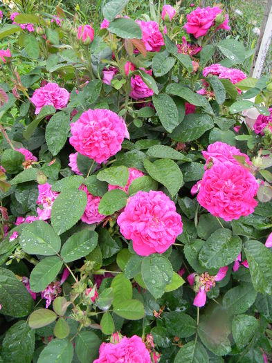 Rose de resht - Trandafiri 2016