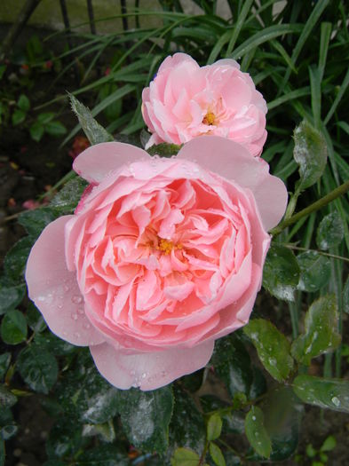 The Alnwick rose