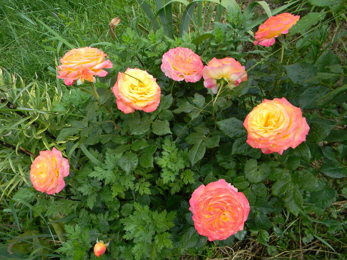 Gartenspass