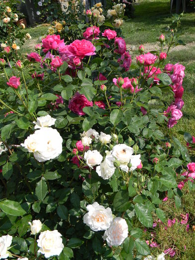 DSCN2479