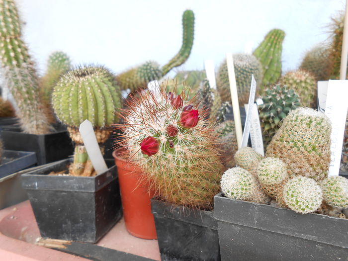 Mammillaria