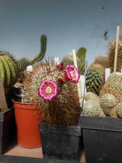 Mammillaria