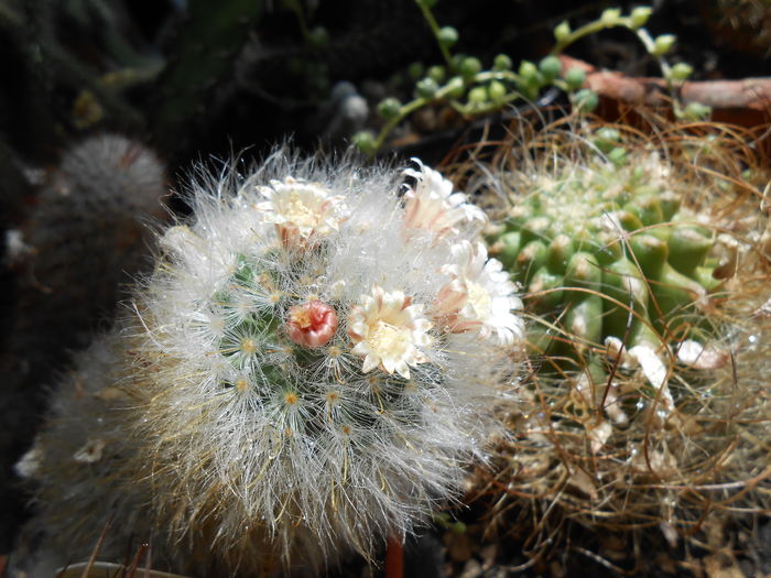 Mammillaria; Mammillaria
