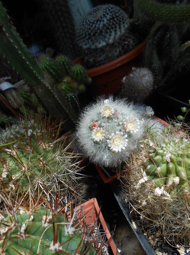 Mammillaria