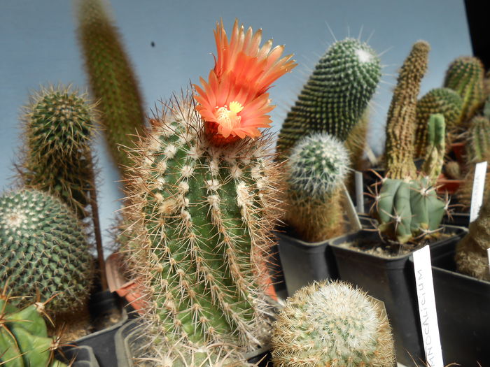Parodia