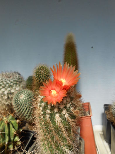 Parodia