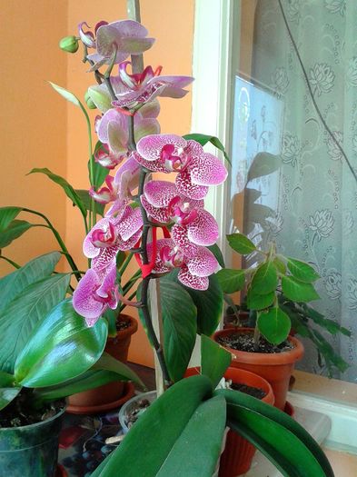 13334351_1051547431584699_1283451818_o