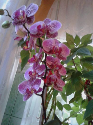 13340814_1051547278251381_525828865_o