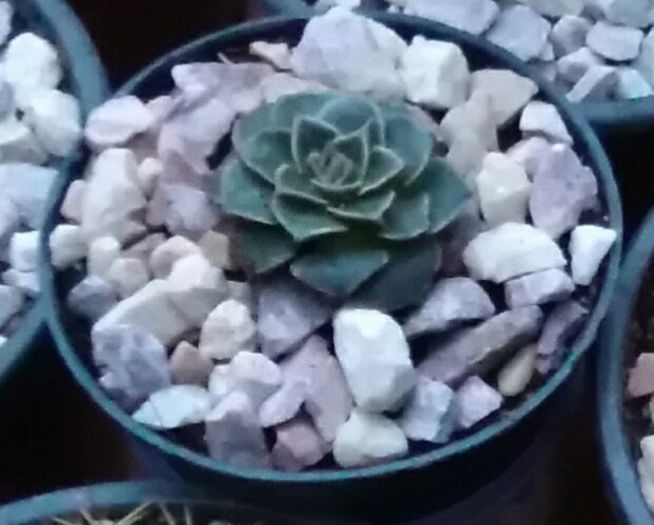 Graptopetalum bellus(tacitus bellus) - Cactusi și suculente