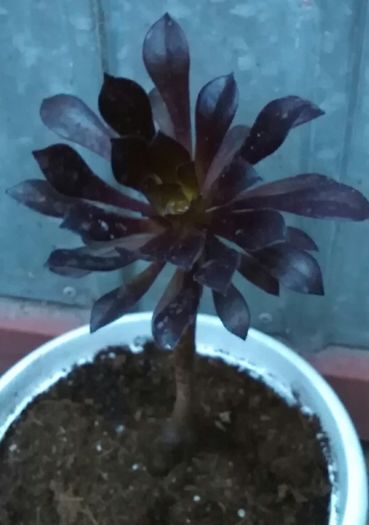 Aeonium - Cactusi și suculente