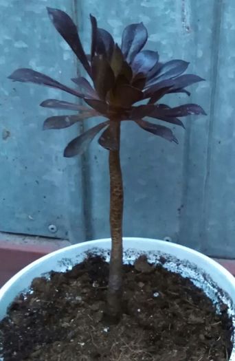 IMG_20160601_220516 - Cactusi și suculente