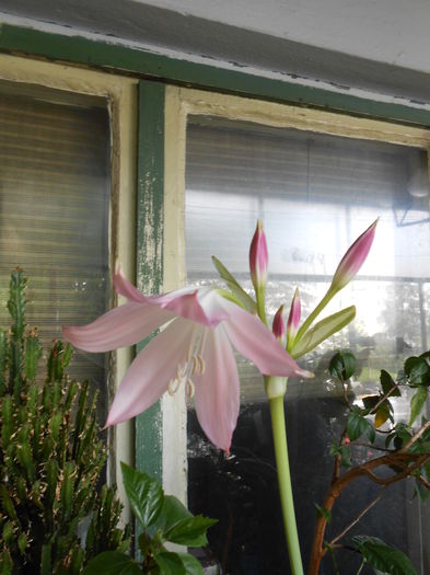 Lilium - Crinum Moorei - Lilium