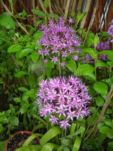 Allium Purple Sensation (2016, May 03)