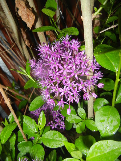 Allium Purple Sensation (2016, May 03)