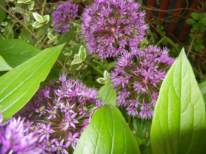 Allium Purple Sensation (2016, May 06)
