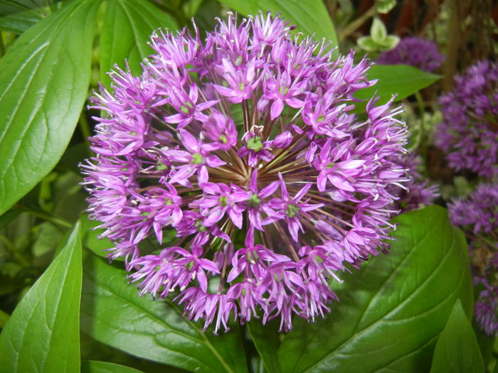 Allium Purple Sensation (2016, May 06) - Allium aflatunense Purple