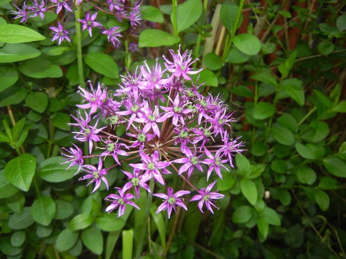 Allium Purple Sensation (2016, May 06)