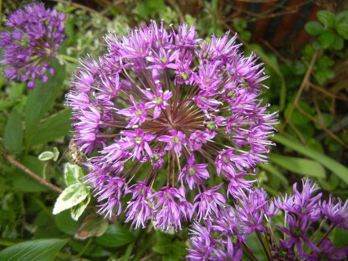 Allium Purple Sensation (2016, May 06) - Allium aflatunense Purple