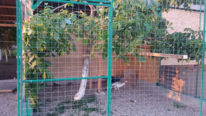  - VOLIERELE PAUNILOR