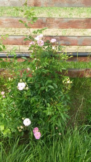 060 - Hybrid multiflora Beauty Thousand