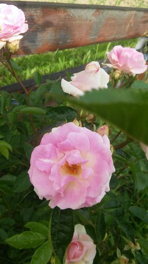 063 - Hybrid multiflora Beauty Thousand