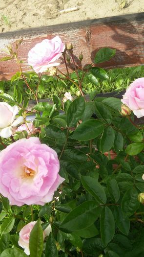 065 - Hybrid multiflora Beauty Thousand