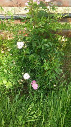 066 - Hybrid multiflora Beauty Thousand