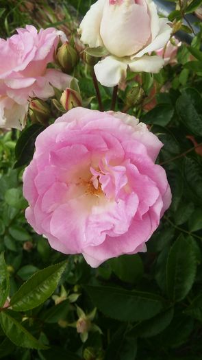 067 - Hybrid multiflora Beauty Thousand