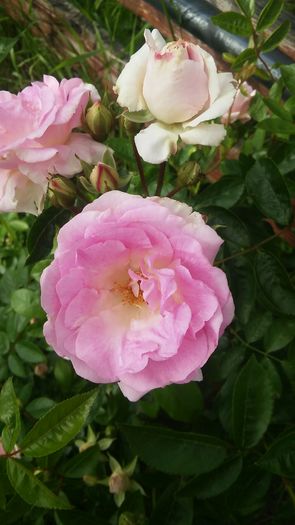 068 - Hybrid multiflora Beauty Thousand