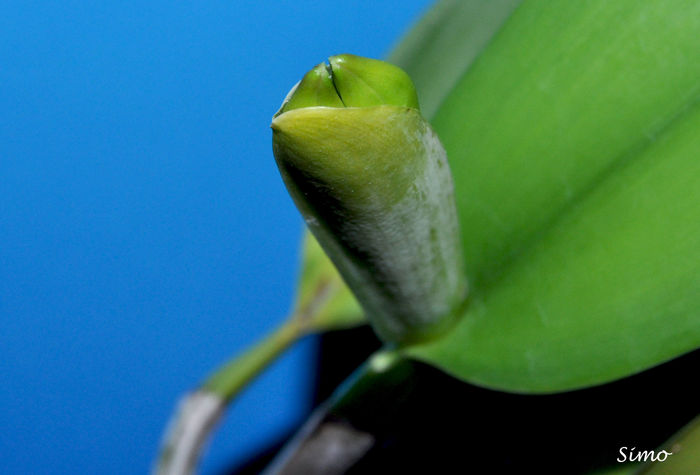 DSC_0276 - Cattleya warneri