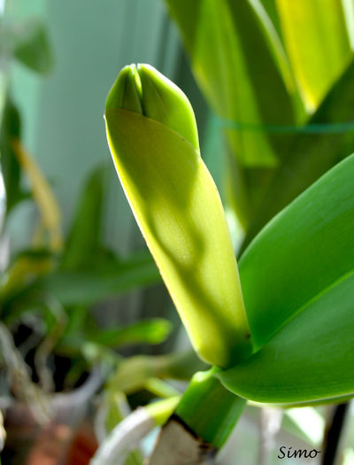 DSC_0287 - Cattleya warneri