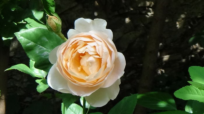 DSC06630 - TRANDAFIRI 2016