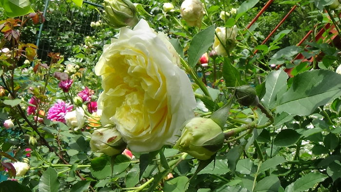 DSC06783 - TRANDAFIRI 2016