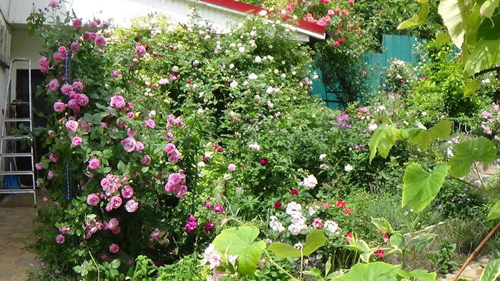 DSC06803 - TRANDAFIRI 2016