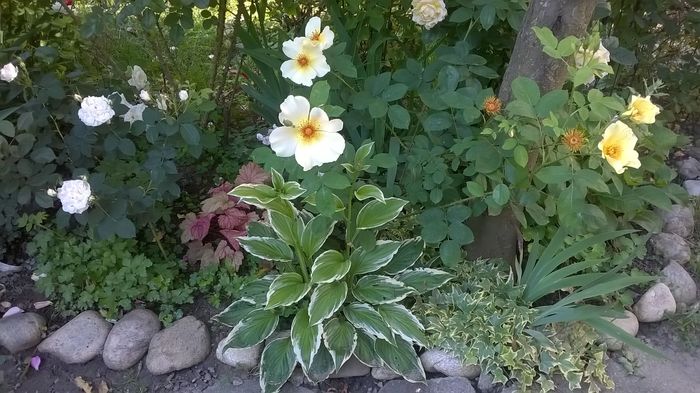 Iedera variegata, hosta - Phlox si alte perene