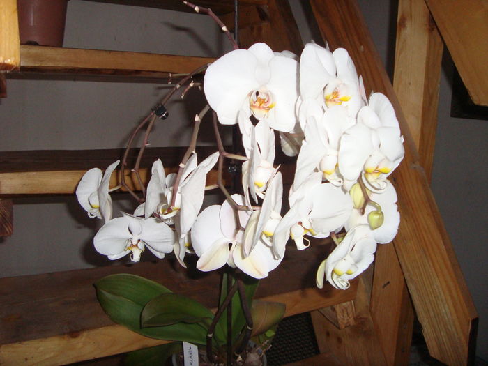 012; batrana mea orhidee care nu ma dezamageste,mereu ma uimeste

