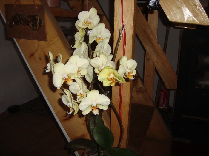 014 - orhideele mele