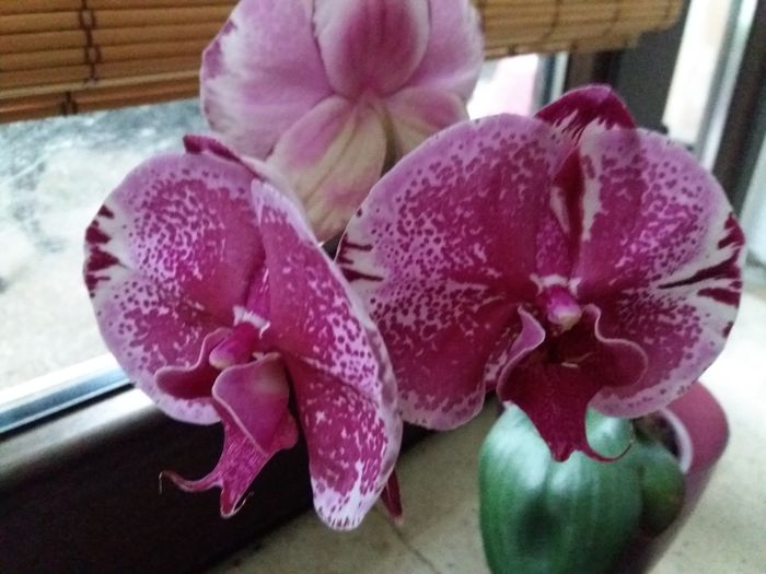 20160602_073421 - Orhidee