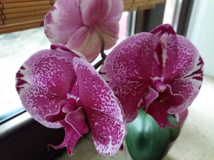 20160602_073454 - Orhidee