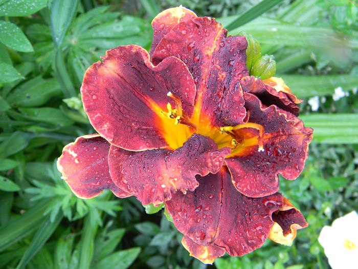 Night embers - Hemerocallis 2016