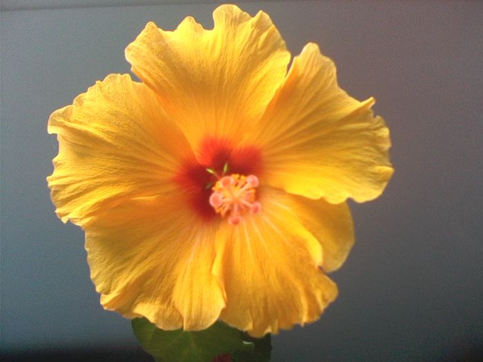 IMG0459A - FLORI -2015-2016