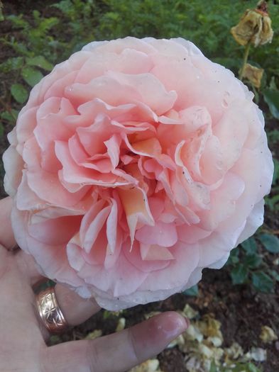 20160602_084152 - Abraham Darby