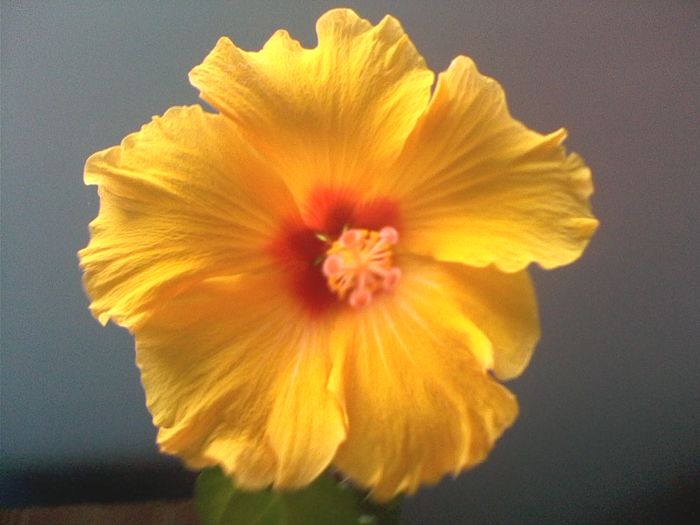 Hibiscus Kim - FLORI -2015-2016