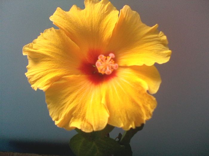 IMG0462A - FLORI -2015-2016