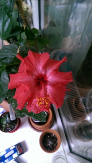 hibi nu stiu denumirea - Plante diverse