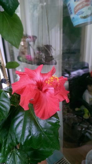 hibi nu stiu denumirea - Plante diverse