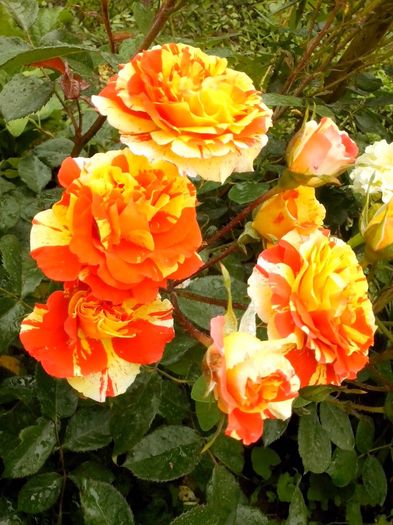 13227650_958091944337300_6248106339603832980_o - 0 TRANDAFIRI 2016